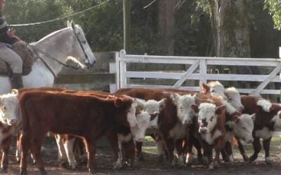 Dinamismo y los buenos valores pautaron la pista de Campanero, con Enrique Bachino y Asociados.
