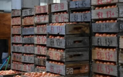 Notorio crecimiento de la oferta de tomate en el mercado loca.