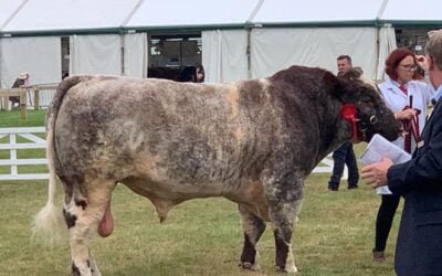 Shorthorn Uruguay participa en el Congreso Mundial con los mejores del mundo y en plan de igualdad.