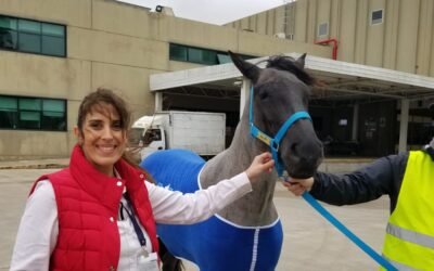Partió ayer, la yegua criolla que Lacalle Pou le regalo al Emir de Qatar
