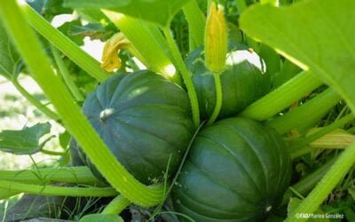 OCDE-FAO: Hay un gran potencial de expansión para la producción de alimentos en América Latina y el Caribe.