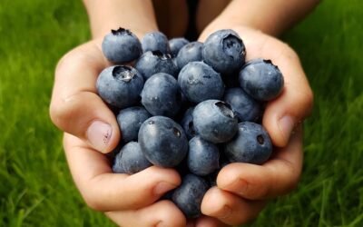 Comienza la zafra del arándano.