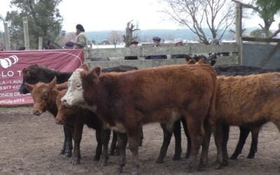 Con agilidad y valores del momento, Juan P Toledo despachó interesante oferta en Cándido N. Cal
