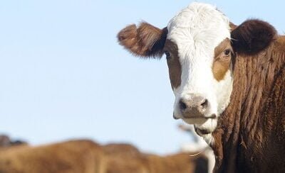 Pantalla Uruguay vendió toda la oferta en el primer día del remate 278.