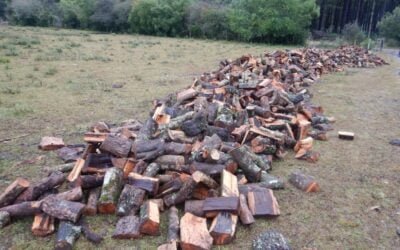 Seguridad Rural del Ministerio del Interior detuvo corte ilegal de leña en bosque nativo.