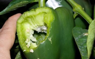 Fue creada la Mesa Nacional de Control Biológico en Horticultura.