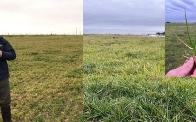 El frío y la sequía afectan el desarrollo de las pasturas forrajeras.