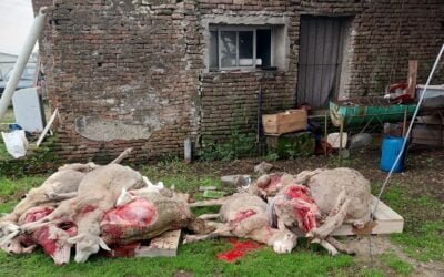 Perros atacaron establecimientos ovinos en Cerro Largo y Durazno.