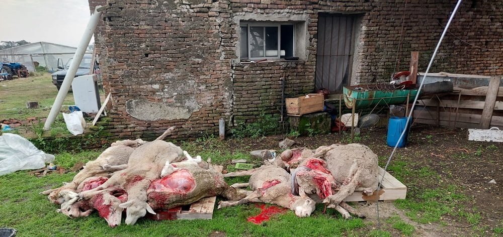 Perros atacaron establecimientos ovinos en Cerro Largo y Durazno.