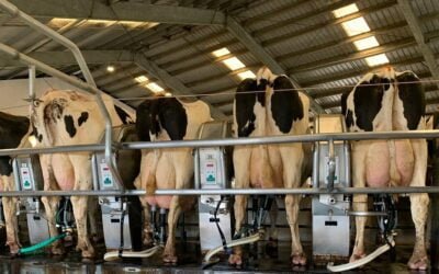 En los primeros cinco meses del año, las exportaciones lácteas crecieron 9%.