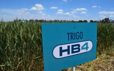 En la provincia de Buenos Aires, juez penal juvenil prohibió trigo transgénico.