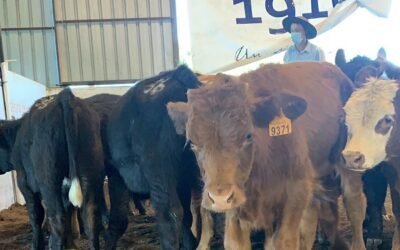 Valdez & Cía. cierra hoy sus remates de julio y ya presentó la agenda de agosto.