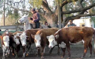 Don Bernardo volvió a tener firmeza.