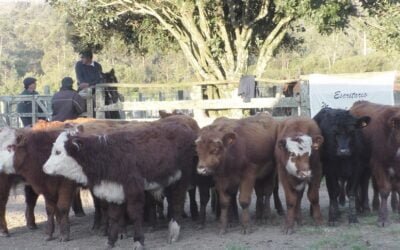 Surtida oferta se colocó en La Querencia.