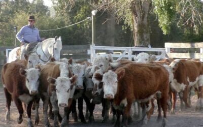 Campanero mostró un mercado muy firme y con valores destacados.