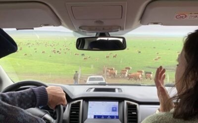 En gira por el norte, embajadora británica conoció producción Hereford, Aberdeen Angus, forestal y de piedras preciosas en Uruguay.