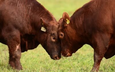 Ganadero argentino: “En Uruguay están ávidos de inversión, las reglas son claras y tienen muchas facilidades para la exportación”.