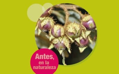 ¿Cómo eran las frutas y las verduras en estado verdaderamente natural?