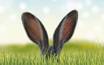 Plaga de conejos en Australia. Las consecuencias de introducir animales en hábitats que les son ajenos.