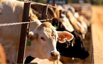 Lote 21 rematará hoy 6.000 vacunos y 3.300 ovinos.