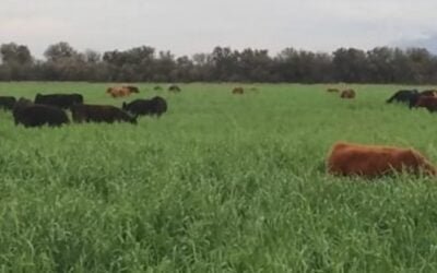 Garrapata: “El control integrado es la única vía sostenible a largo plazo”.