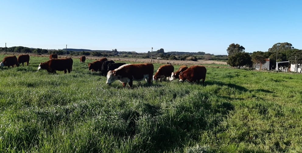 Curso del Plan Agropecuario sobre el manejo de pasturas cultivadas.