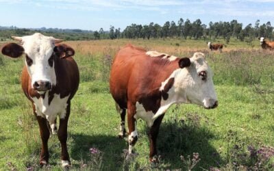 Ing. Jaurena: Uruguay es único en el mundo en campo natural.