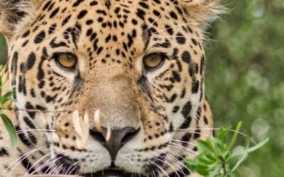 Hoy continúan las visitas de Bioparque M´Bopicuá de Montes del Plata.