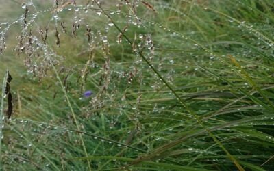 Comienza una semana con ánimos renovados y alivio para cultivos y verdeos.