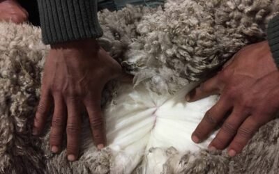 El valor de la lana tiene un peso importante en el compartimento ovino.