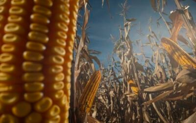 ADP y Stine consolidan su alianza brindando productos de calidad.