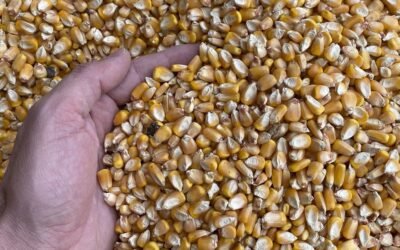 Ing. Ferrari: “Las precipitaciones no se dan en la medida necesaria desde mayo”.