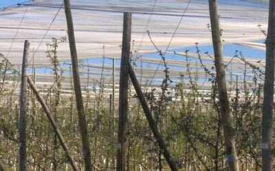En Argentina prueban malla antigranizo para árboles frutales.