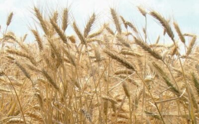 Paraguay. Envíos de trigo bajaron significativamente: el peor registro en 5 años.