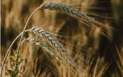 Producción mundial de trigo podría duplicarse con biotecnología moderna.