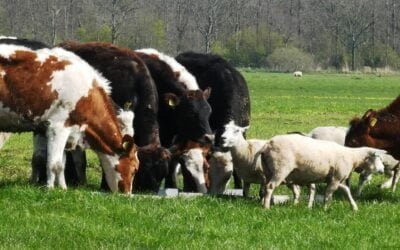 Hoy y mañana remata Lote 21 importante oferta.