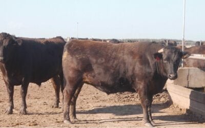 Marfrig ofrece beneficios para la producción de la raza de ganado Wagyu.
