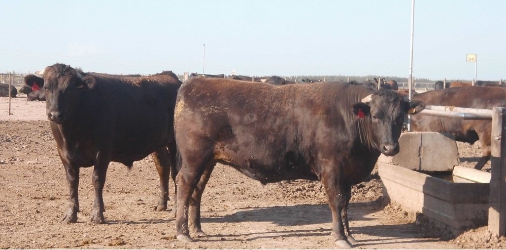 Marfrig ofrece beneficios para la producción de la raza de ganado Wagyu.
