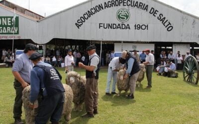 Desde hoy todo el fin de semana se realizará Salto Ovino.