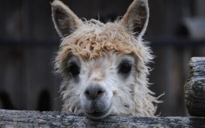 Las alpacas, el orgullo nacional peruano cuya fibra exporta.