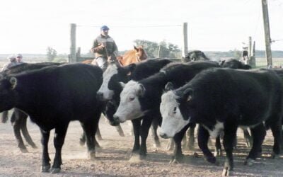 Con Carlos Bachino, la dinámica y los buenos valores pautaron la pista en Los Amigos.