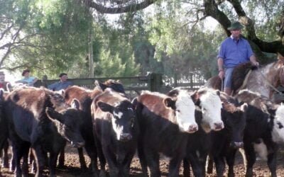 Juan C. Martínez  tuvo un mercado recalentado en Cuchilla de Silvera.