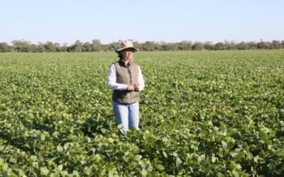 La biotecnología salvaría cultivos expuestos a calores extremos.