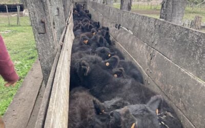 Consignatarios: Semana con “estabilidad de valores”.