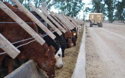 Argentina. Faena y producción, el desafío de producir más con similar stock.