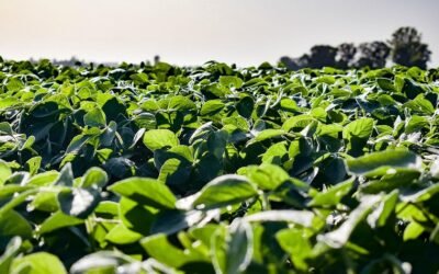 Análisis Dufour Commodities. Pasadas las lluvias, ¿cuál es el estado de los cultivos?