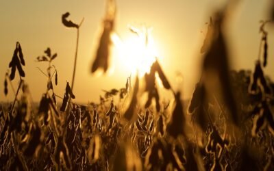 El total del área de soja en la zafra 2021/2022 es de 980.690 hectáreas.