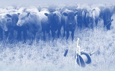 Plan Agropecuario, Marfrig y Copagran realizarán jornada sobre manejo de pastoreo.