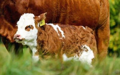 Ayer Plaza Rural vendió toda la oferta, hoy las ventas se retoman a las 09.00