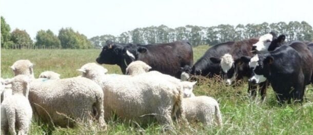Nueva edición del Archivo Veterinario del Uruguay: el primer registro nacional de enfermedades animales.